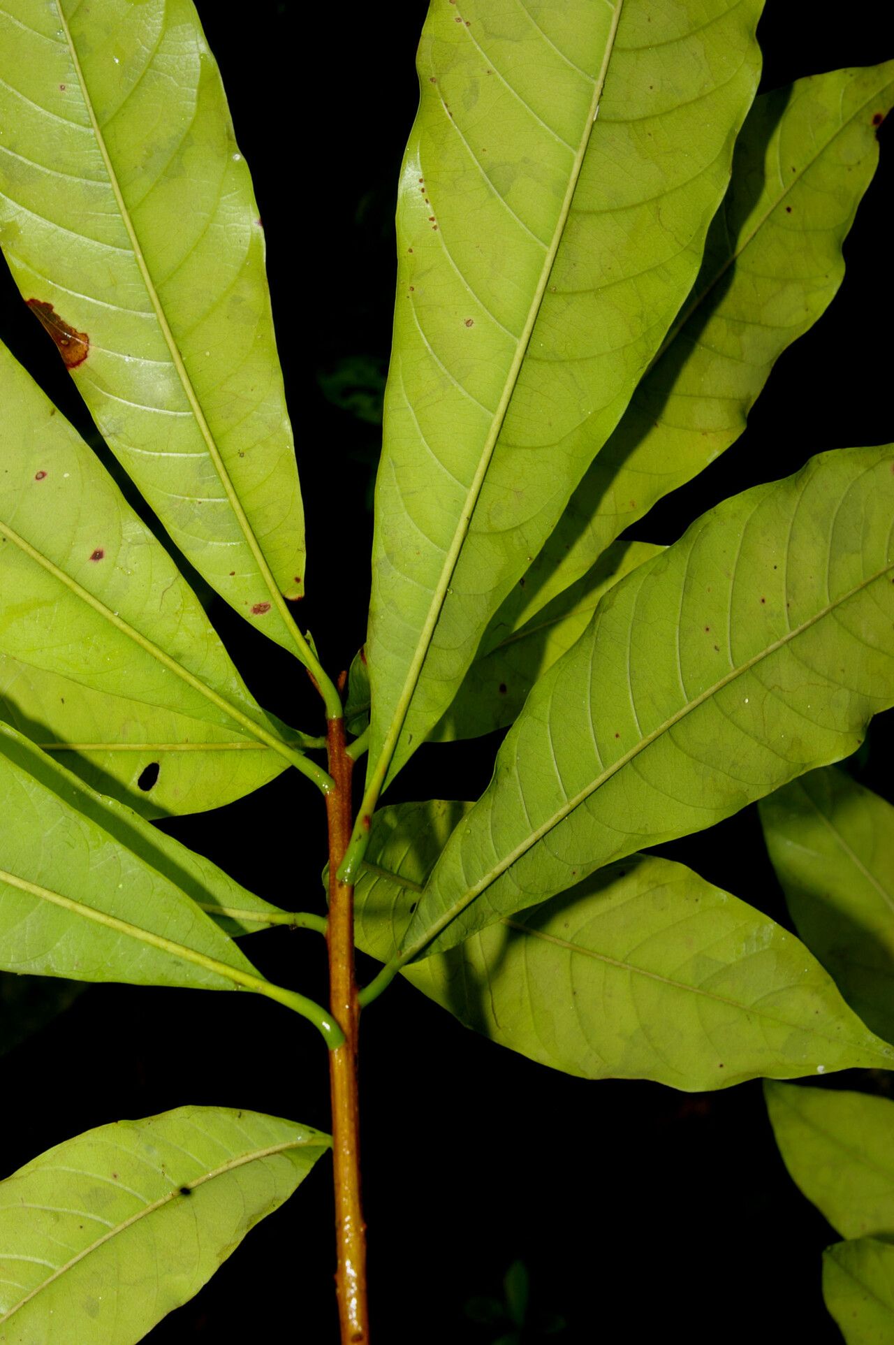 Sideroxylon contrerasii leaf