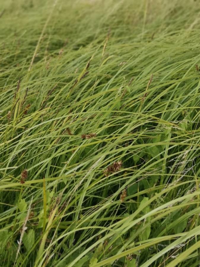 Carex vulpina — houseplant care guide