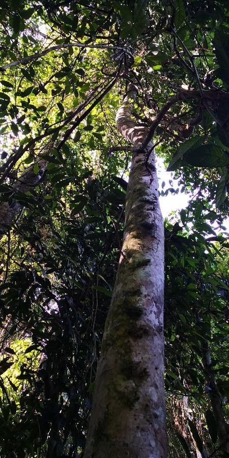 Beilschmiedia roxburghiana habit
