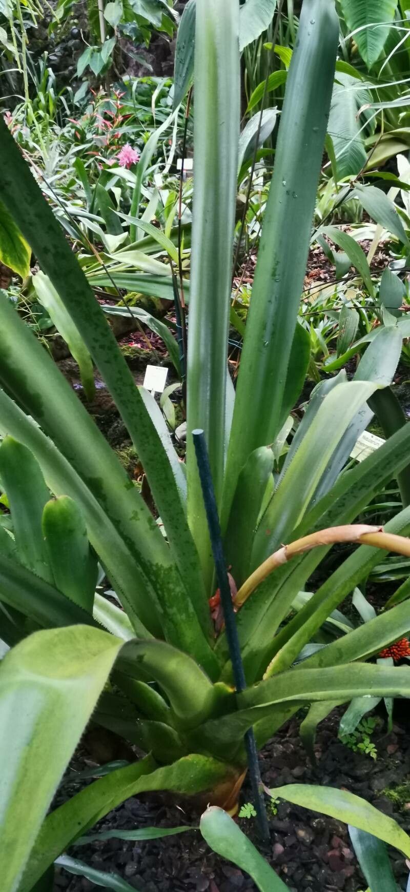 Aechmea coelestis leaf