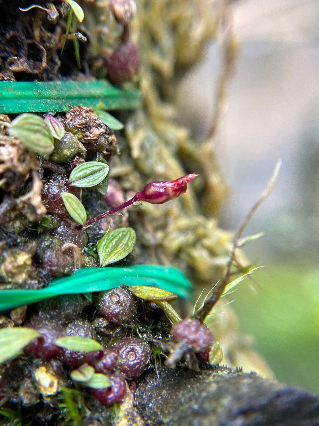 Bulbophyllum bryophilum — houseplant care guide