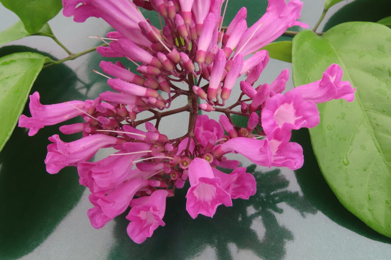 Fridericia chica flower