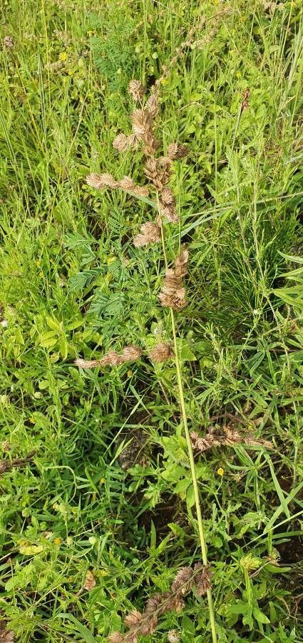 Eragrostis superba fruit