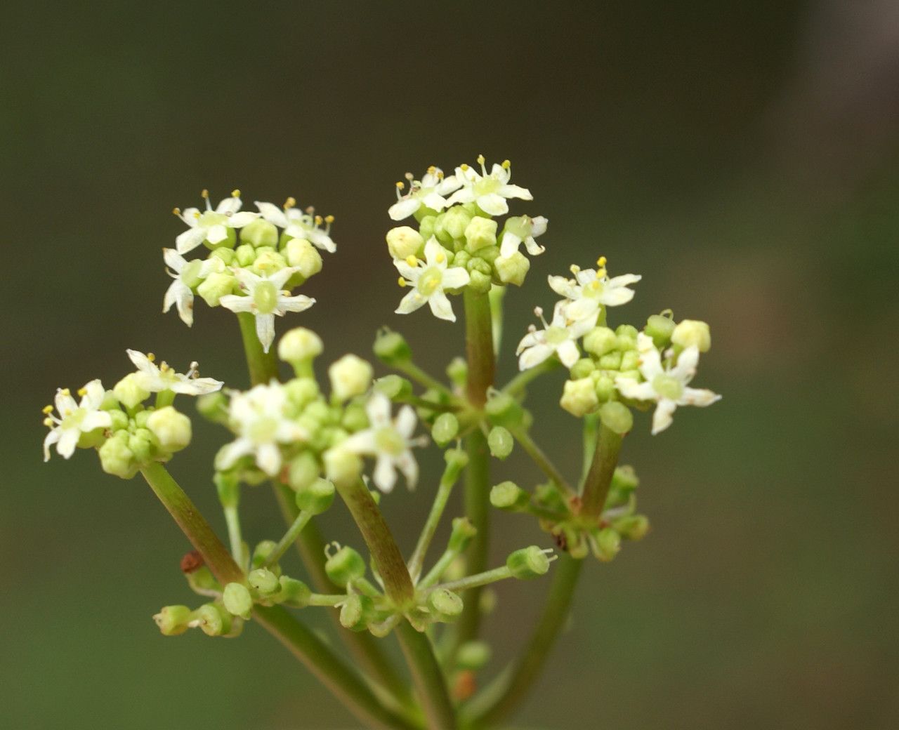 Hydrocotyle bonariensis flower