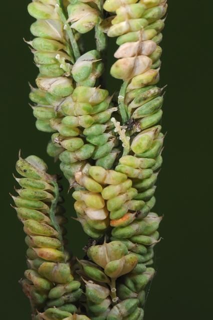 Beckmannia syzigachne fruit