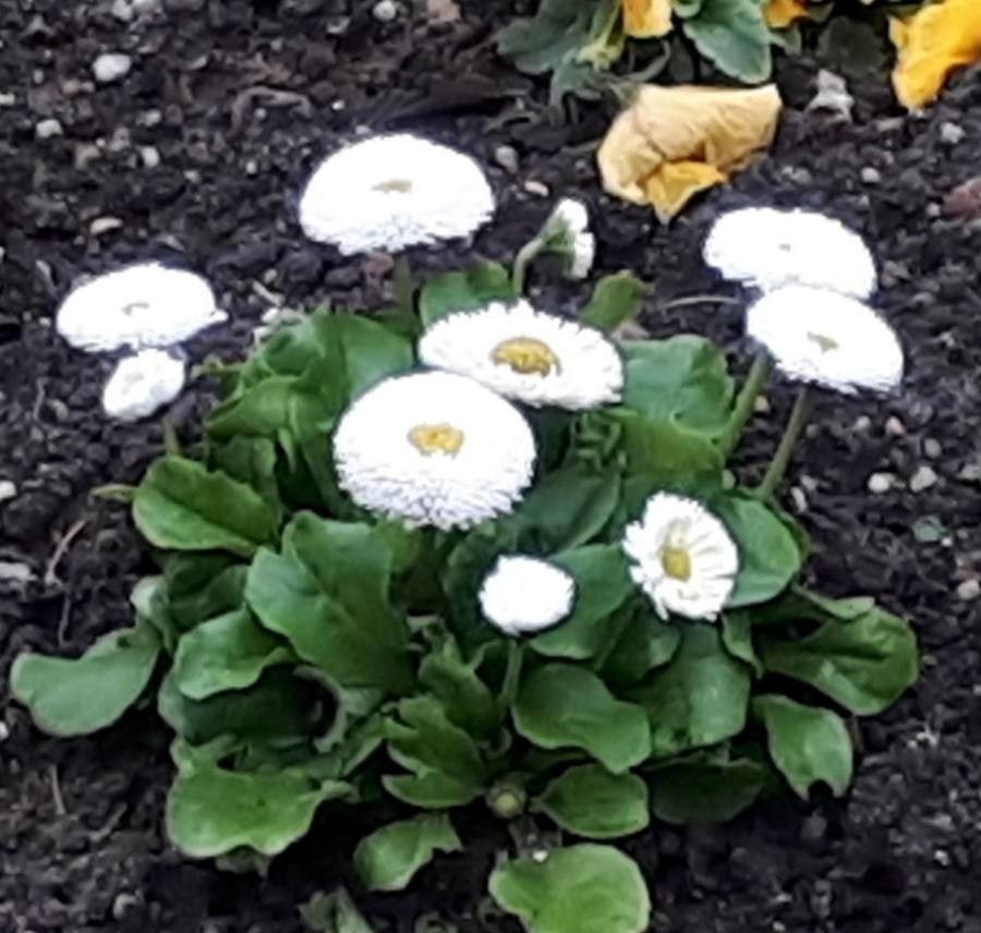 Bellis rotundifolia flower