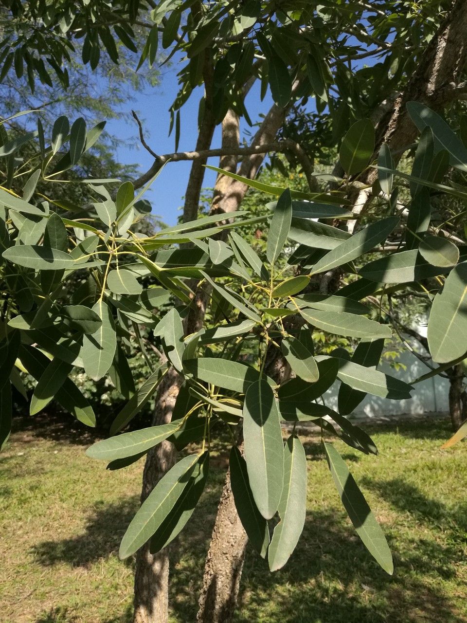 Tabebuia aurea — search result for 'Paraguay'