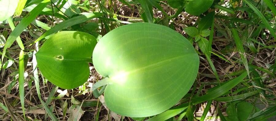 Limnocharis flava leaf