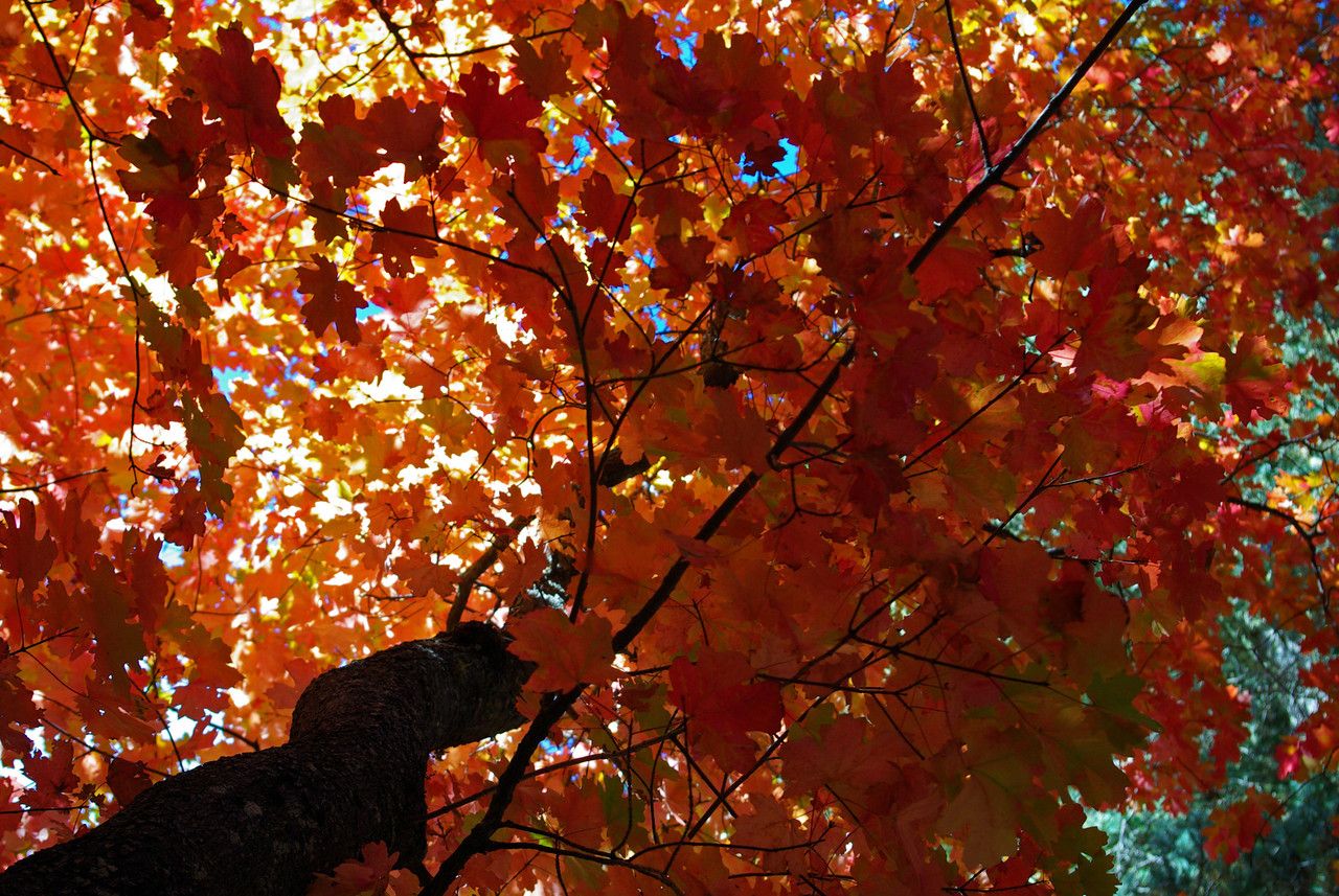 Acer grandidentatum habit