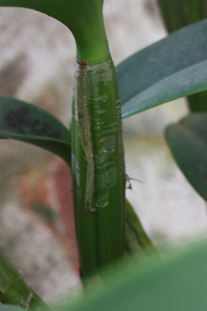 Guarianthe skinneri bark