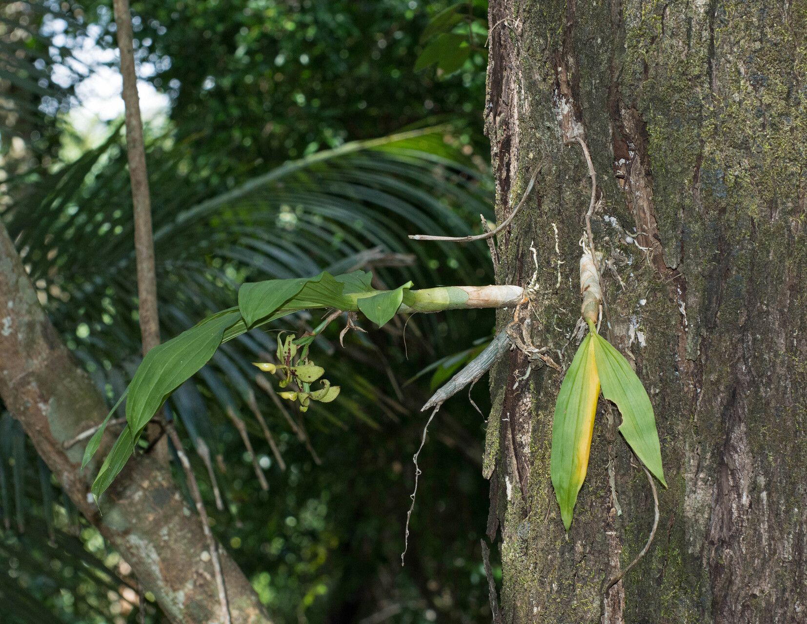 Cycnoches pentadactylon bark