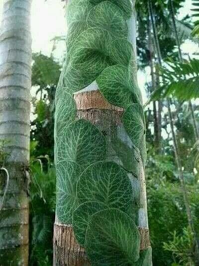 Vanilla perrieri leaf