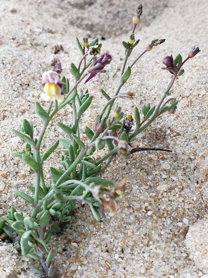 Linaria pedunculata flower