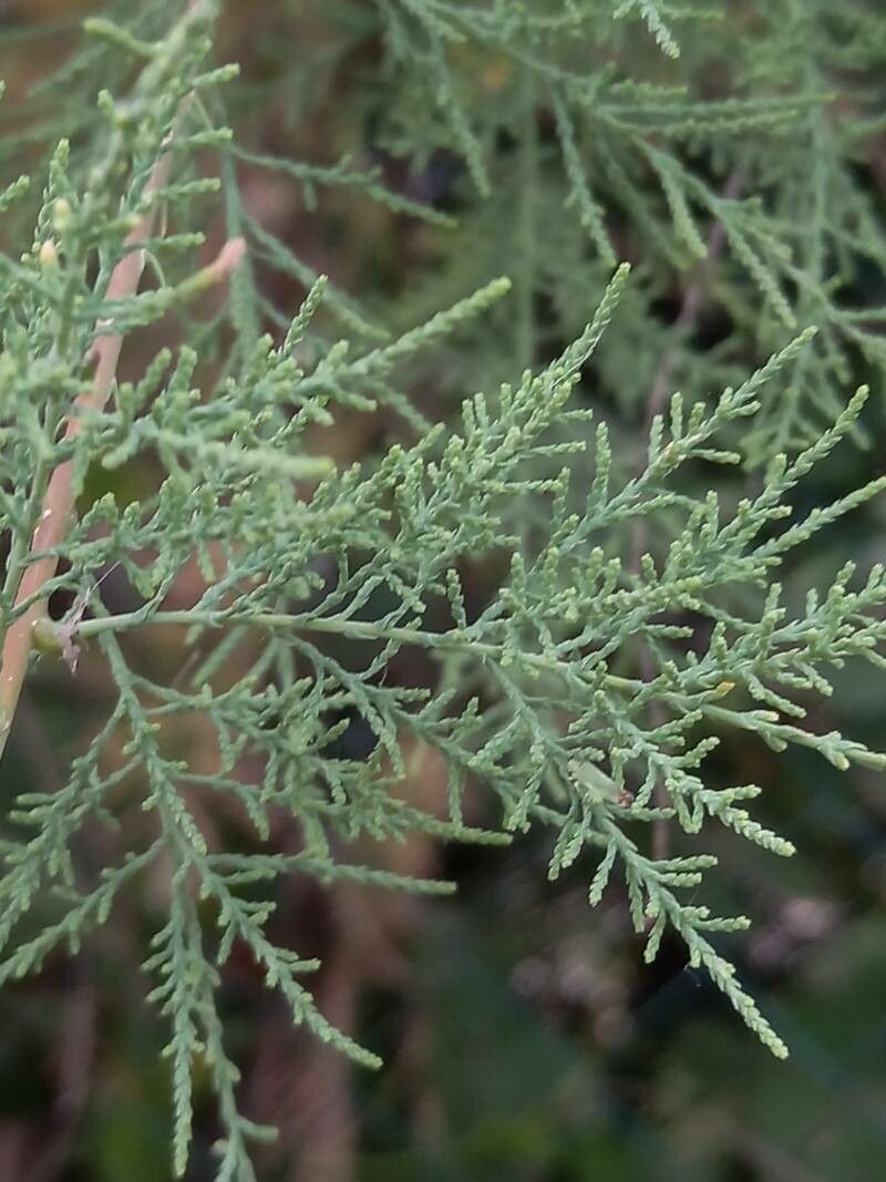 Tamarix ramosissima — salt tolerant houseplant