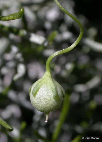 Neogaerrhinum filipes fruit