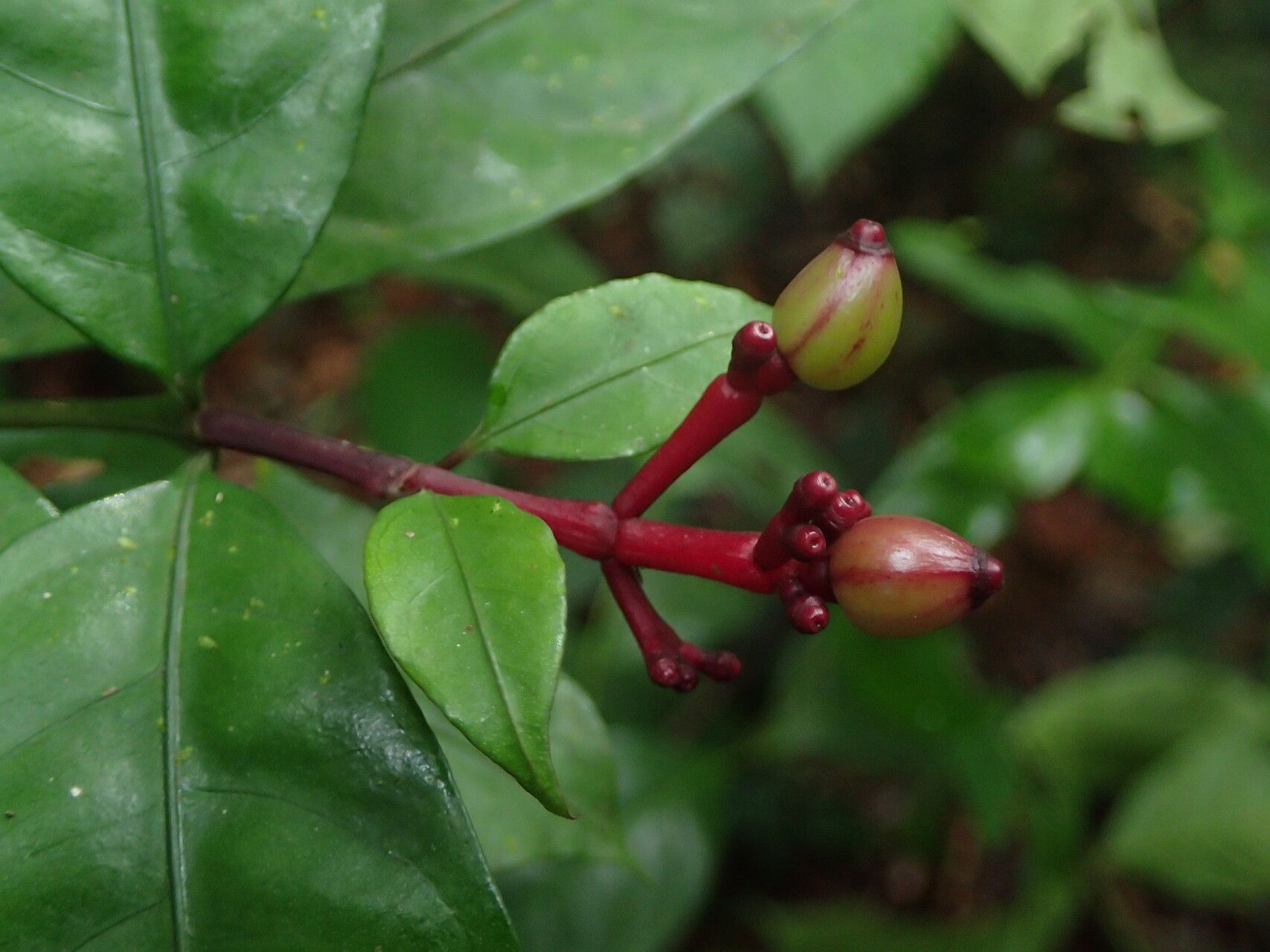 Chassalia subnuda fruit
