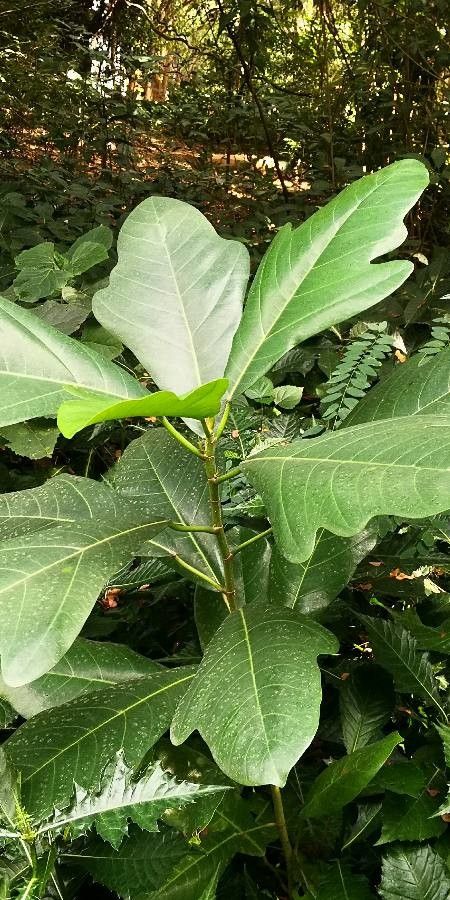 Magnolia delavayi leaf