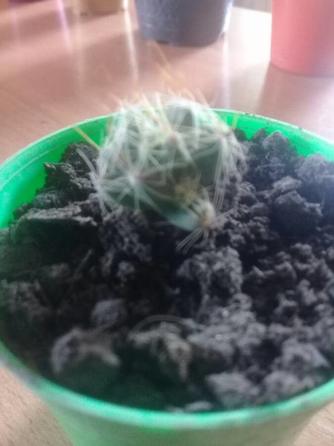 Escobaria emskoetteriana flower