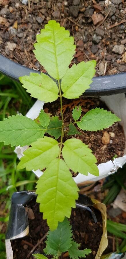 Tabebuia roseoalba — search result for 'Bignoniaceae'
