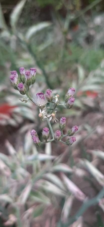 Cyanthillium cinereum flower