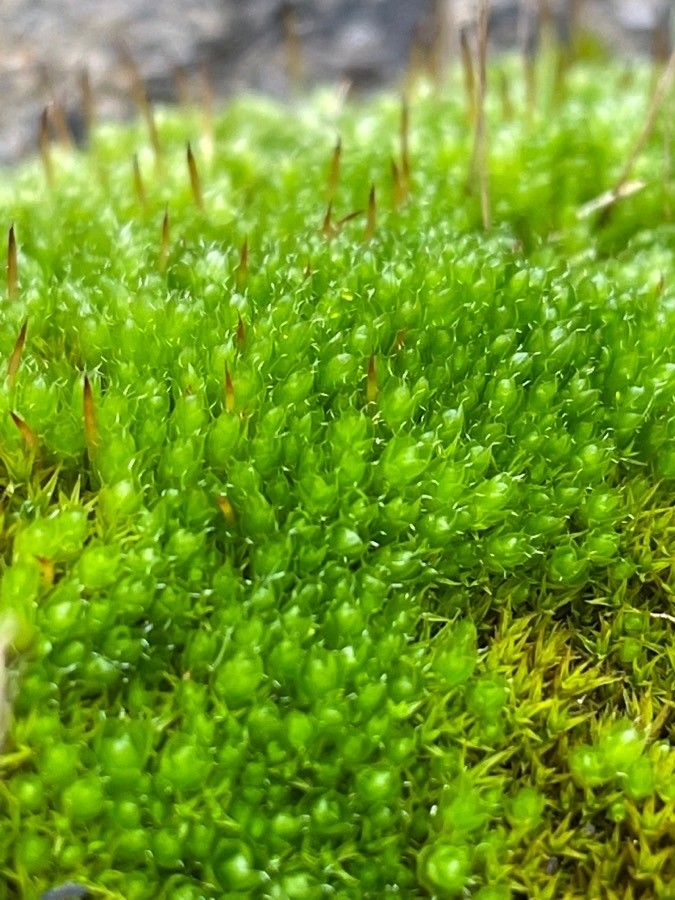 Bryum argenteum