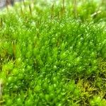 Bryum argenteum