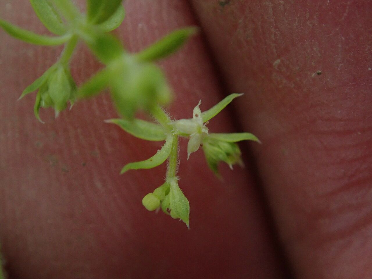 Galium asperifolium other