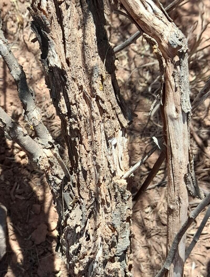 Lycium boerhaviifolium bark