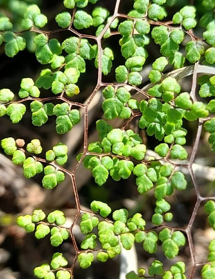 Cheilanthes dichotoma — search result for 'Cheilanthes'