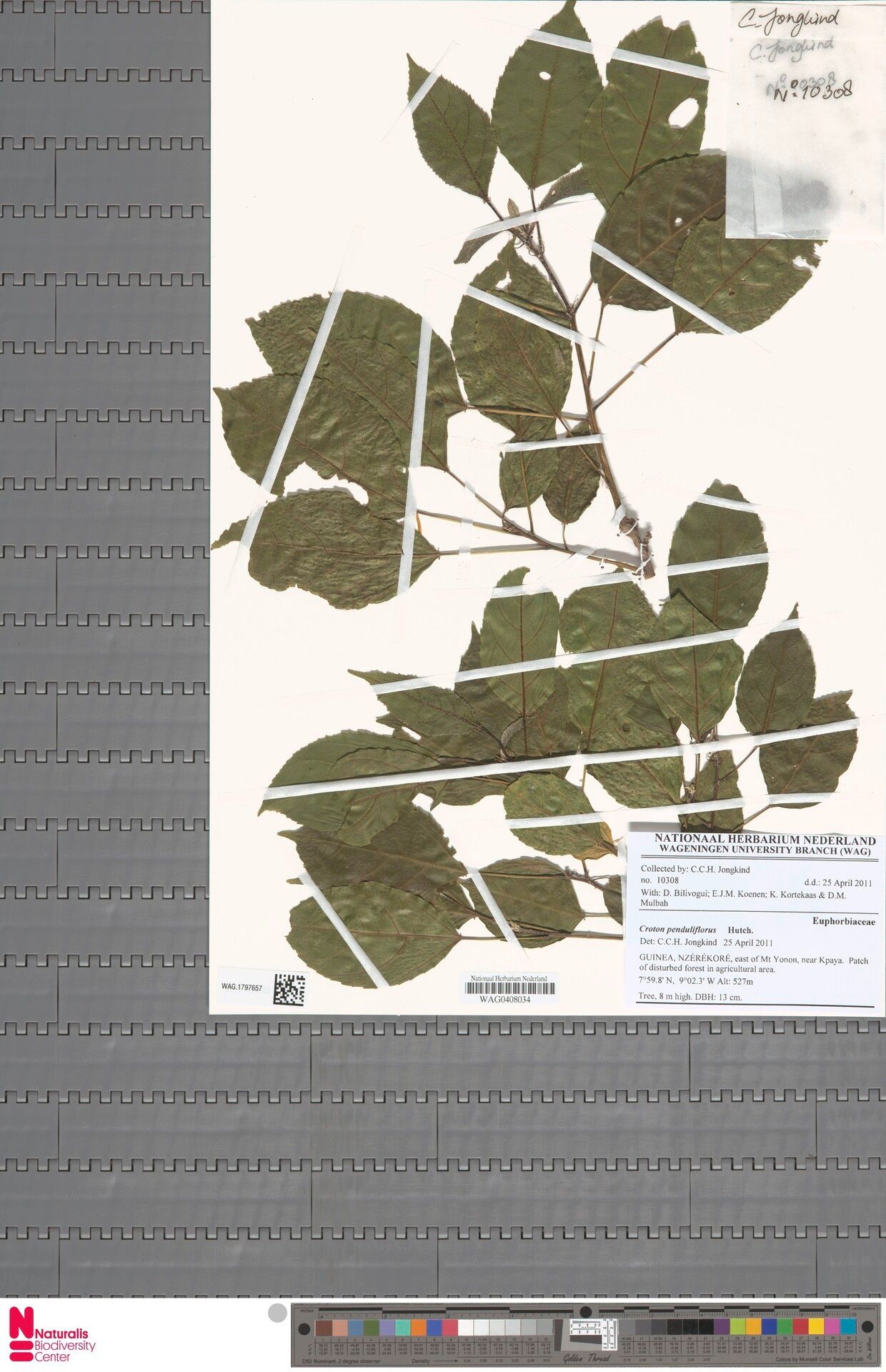 Croton penduliflorus — houseplant care guide