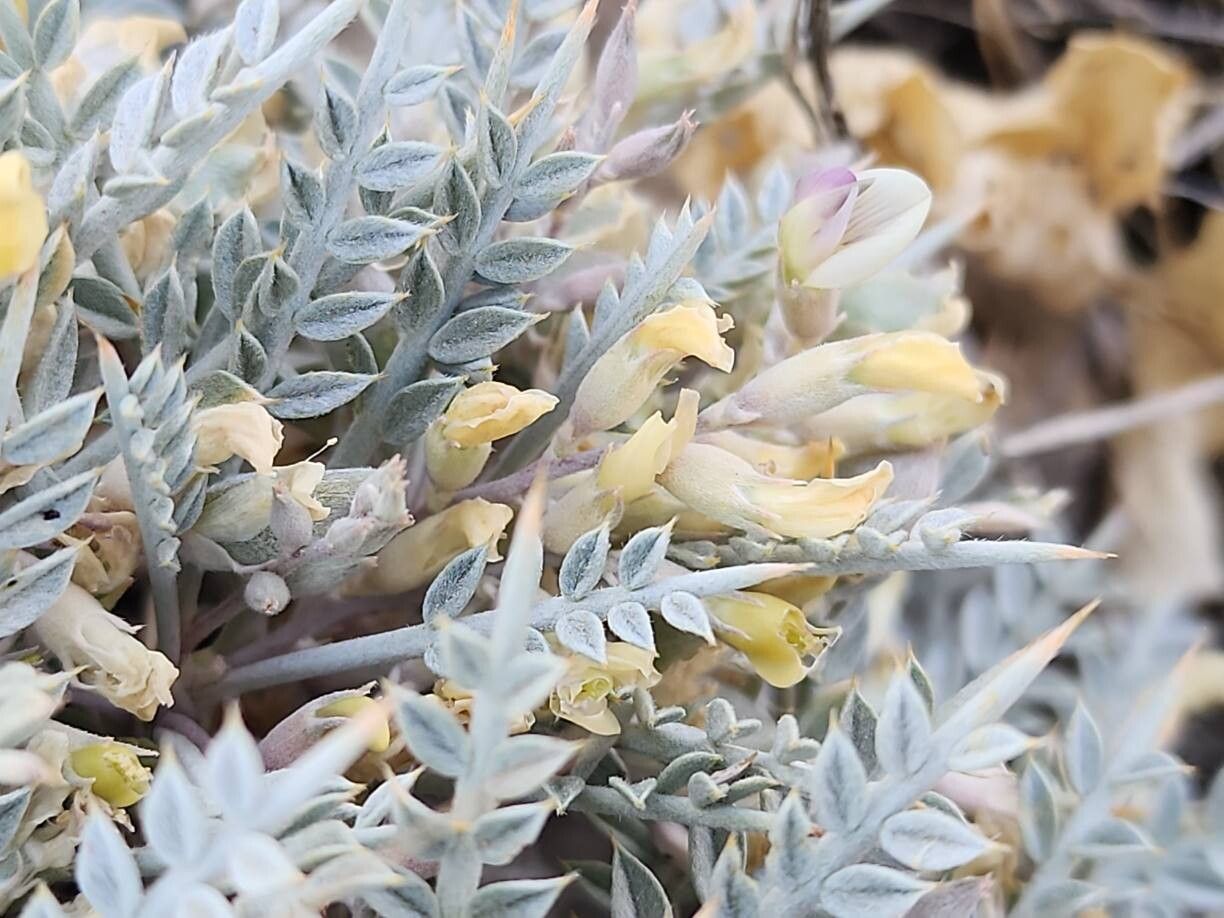 Astragalus gossypinus fruit