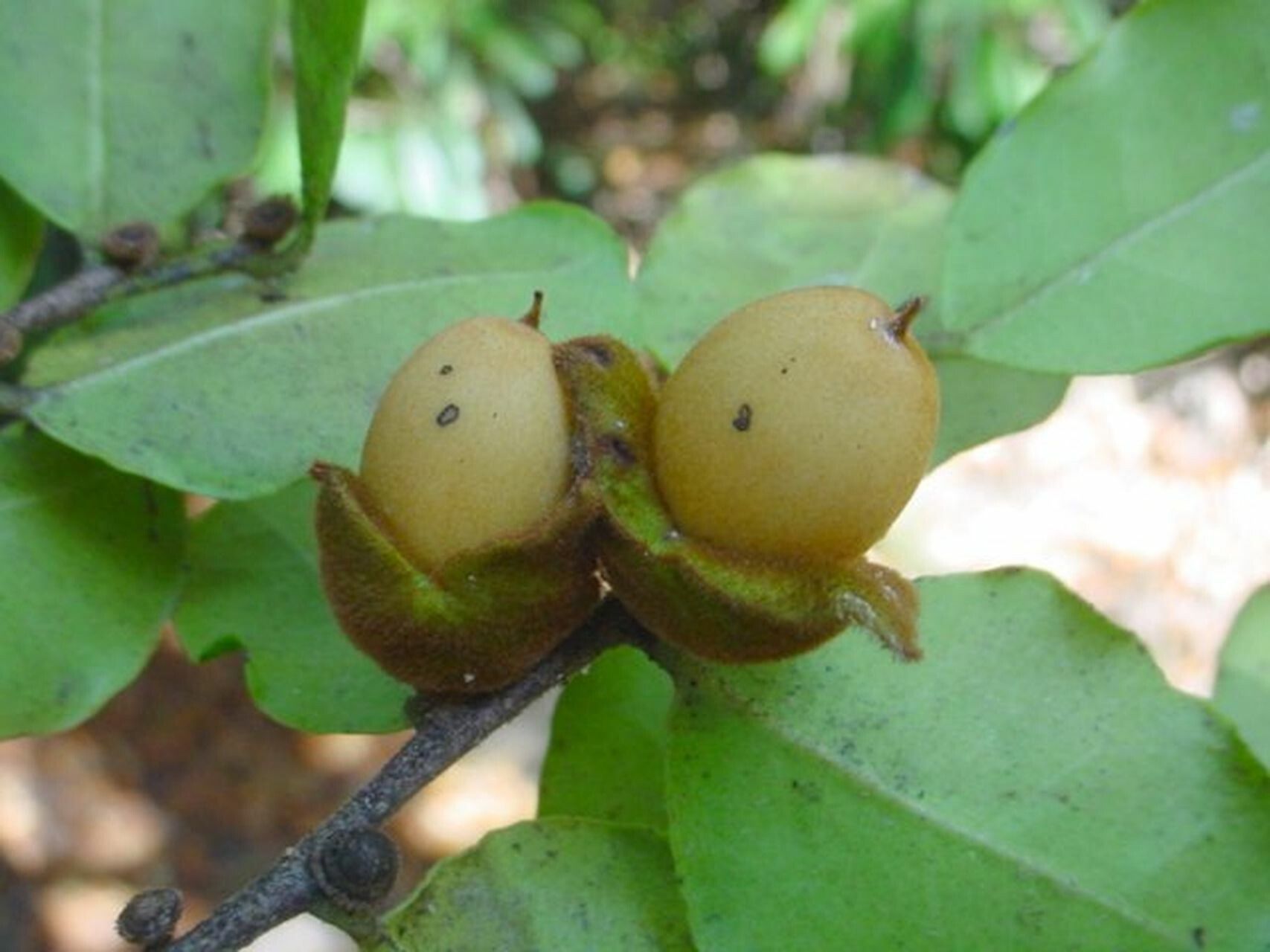 Diospyros perplexa fruit