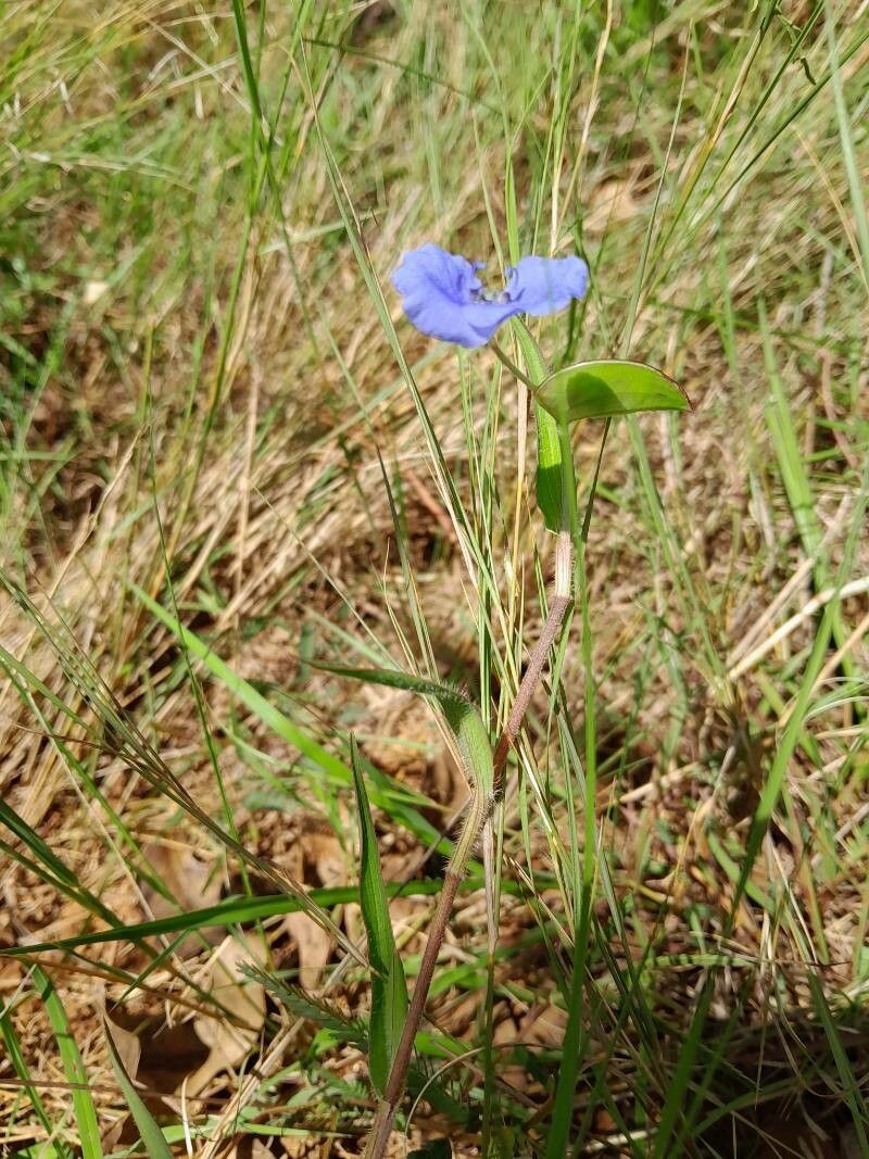Commelina madagascarica habit