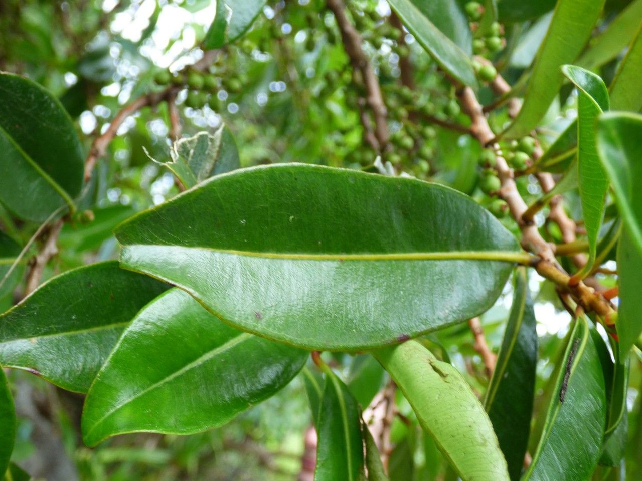 Psiloxylon mauritianum leaf