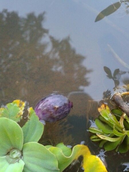 Pistia stratiotes fruit