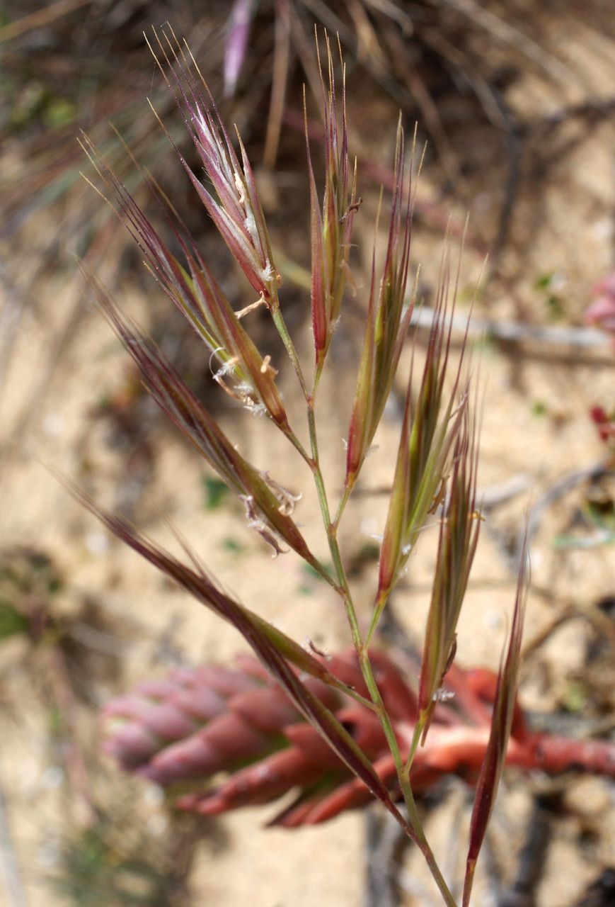 Vulpia alopecuros flower