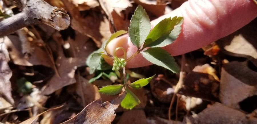 Panax trifolius habit