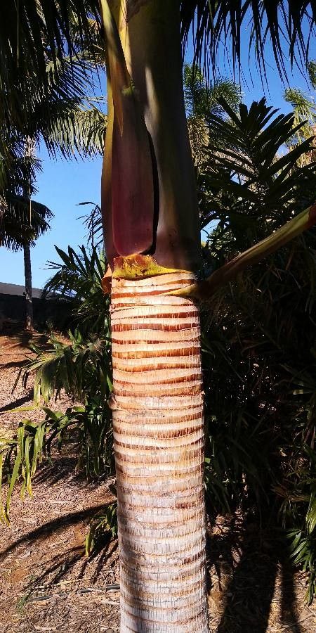 Satakentia liukiuensis bark