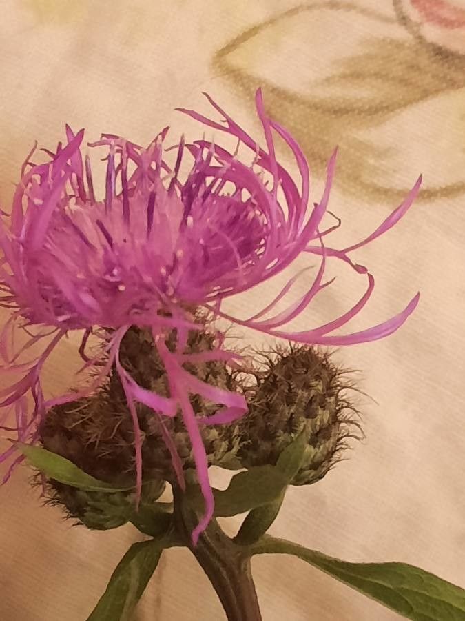 Centaurea trichocephala — houseplant care guide