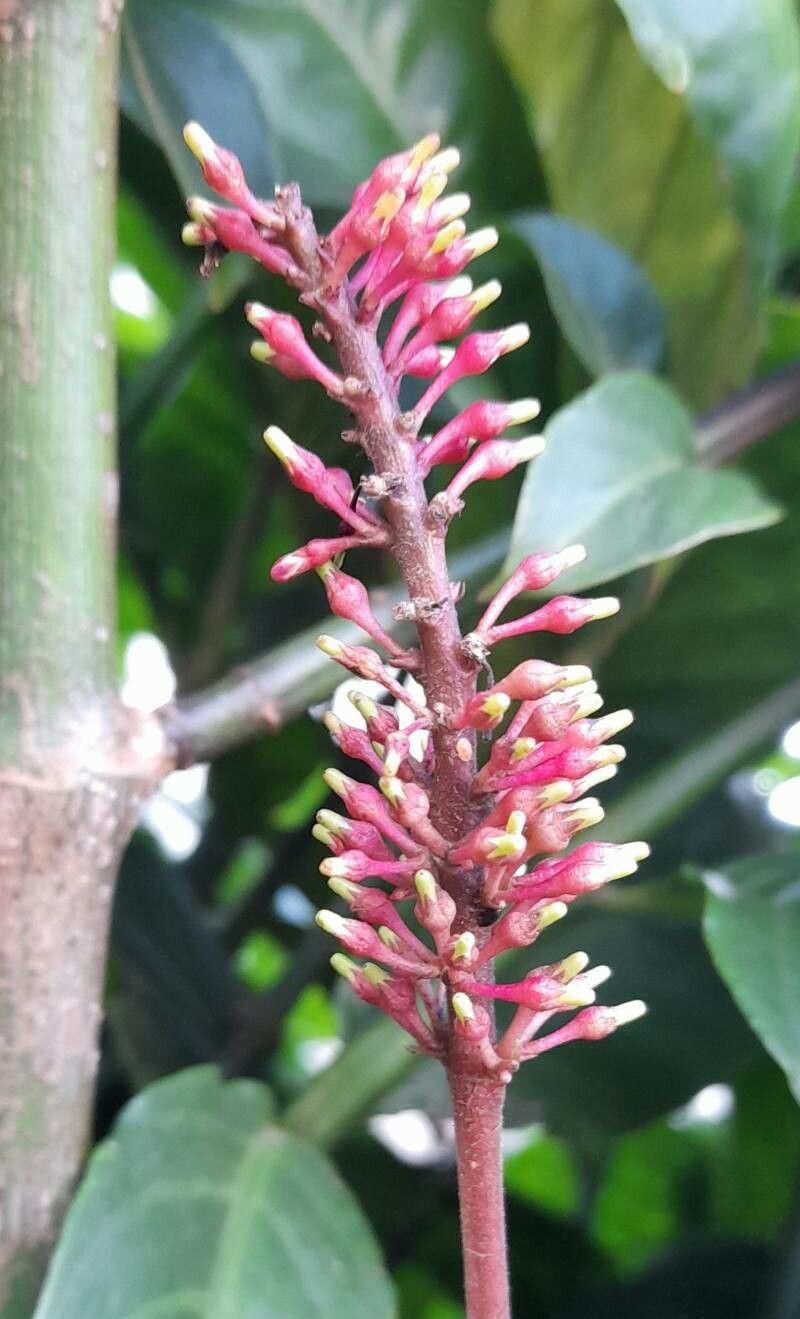 Odontonema tubaeforme flower