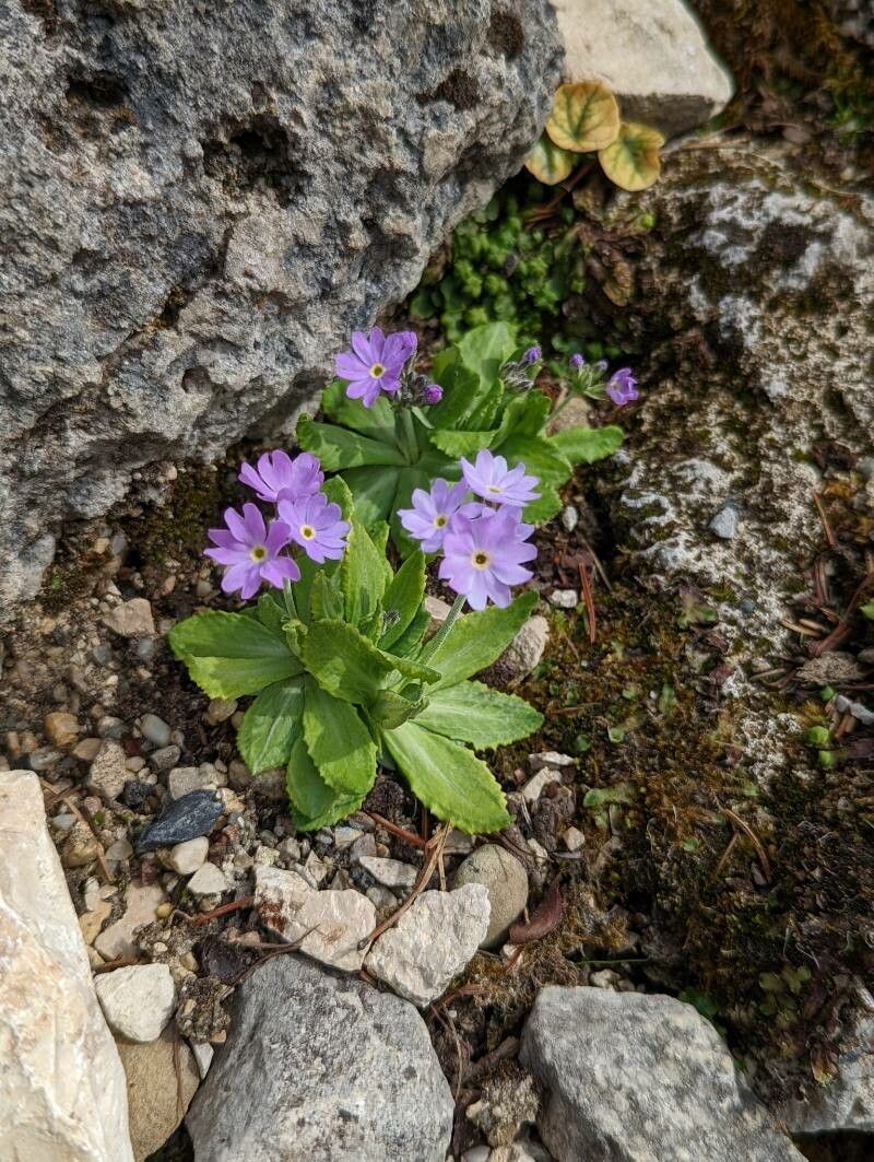 Primula algida habit