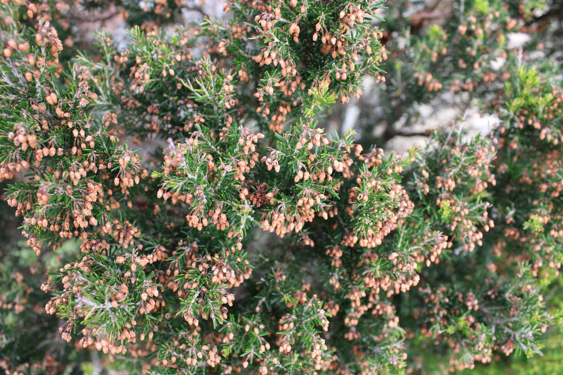 Erica canariensis flower
