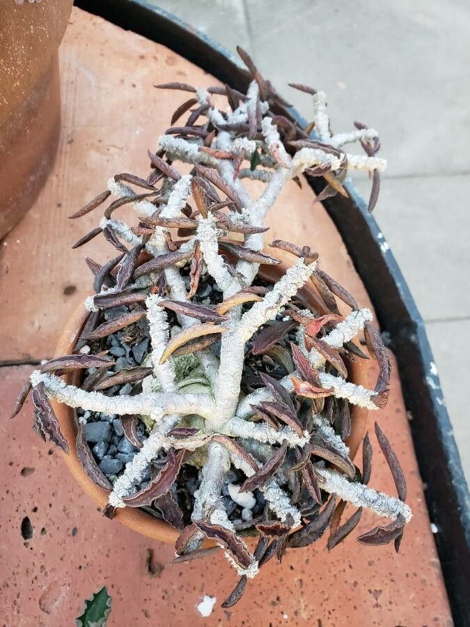 Euphorbia ambovombensis habit