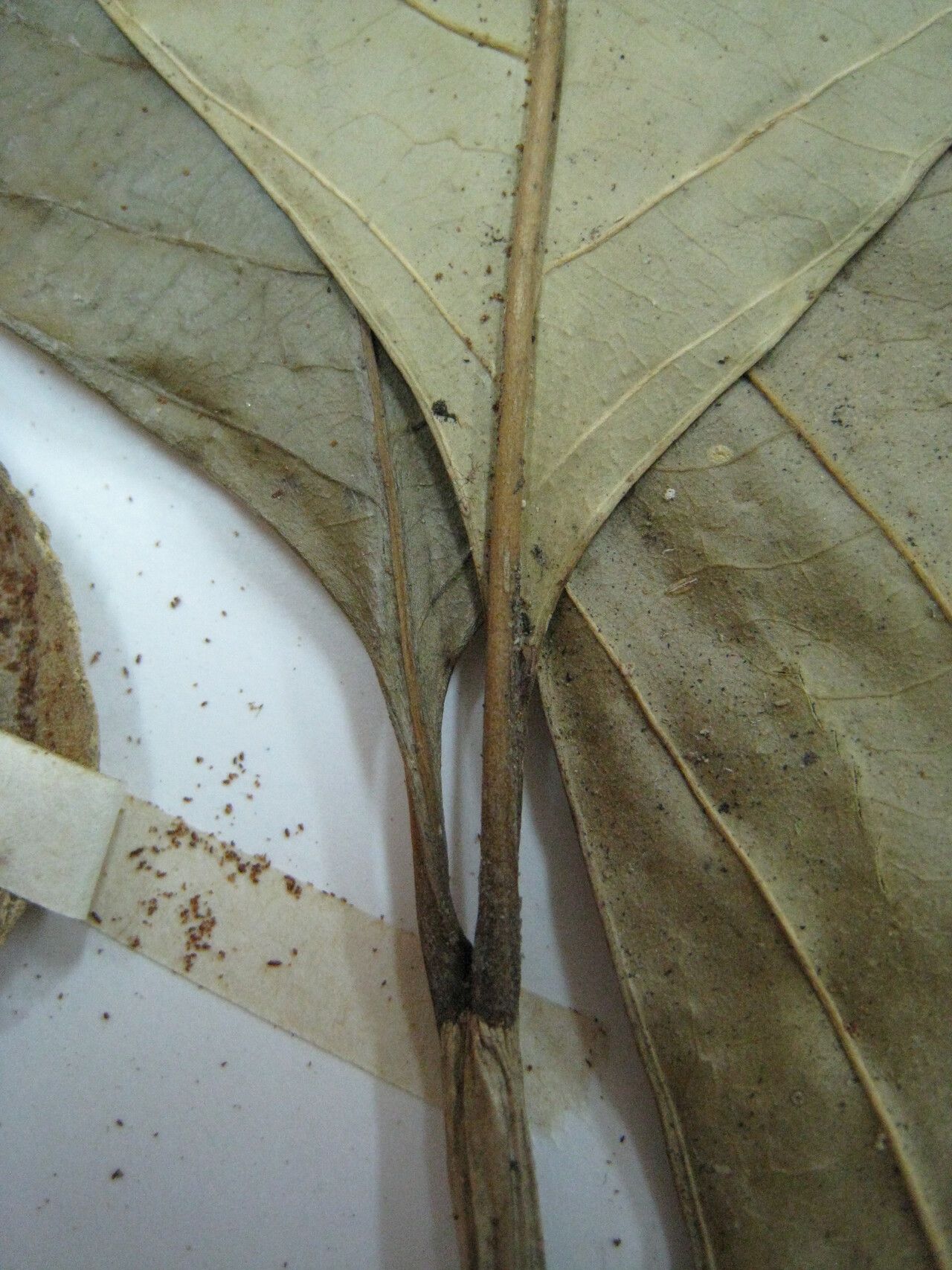 Bonafousia sananho other