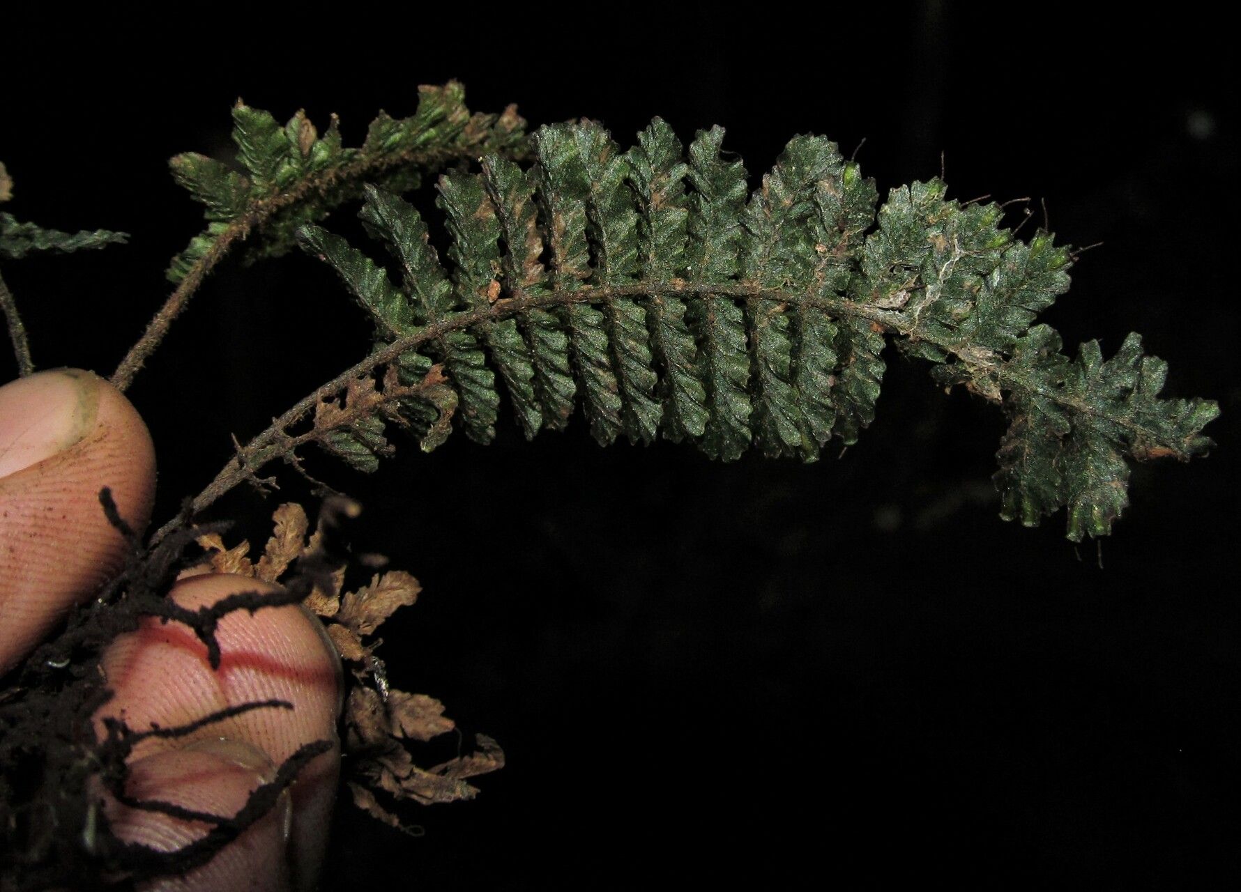 Trichomanes crispiforme — houseplant care guide