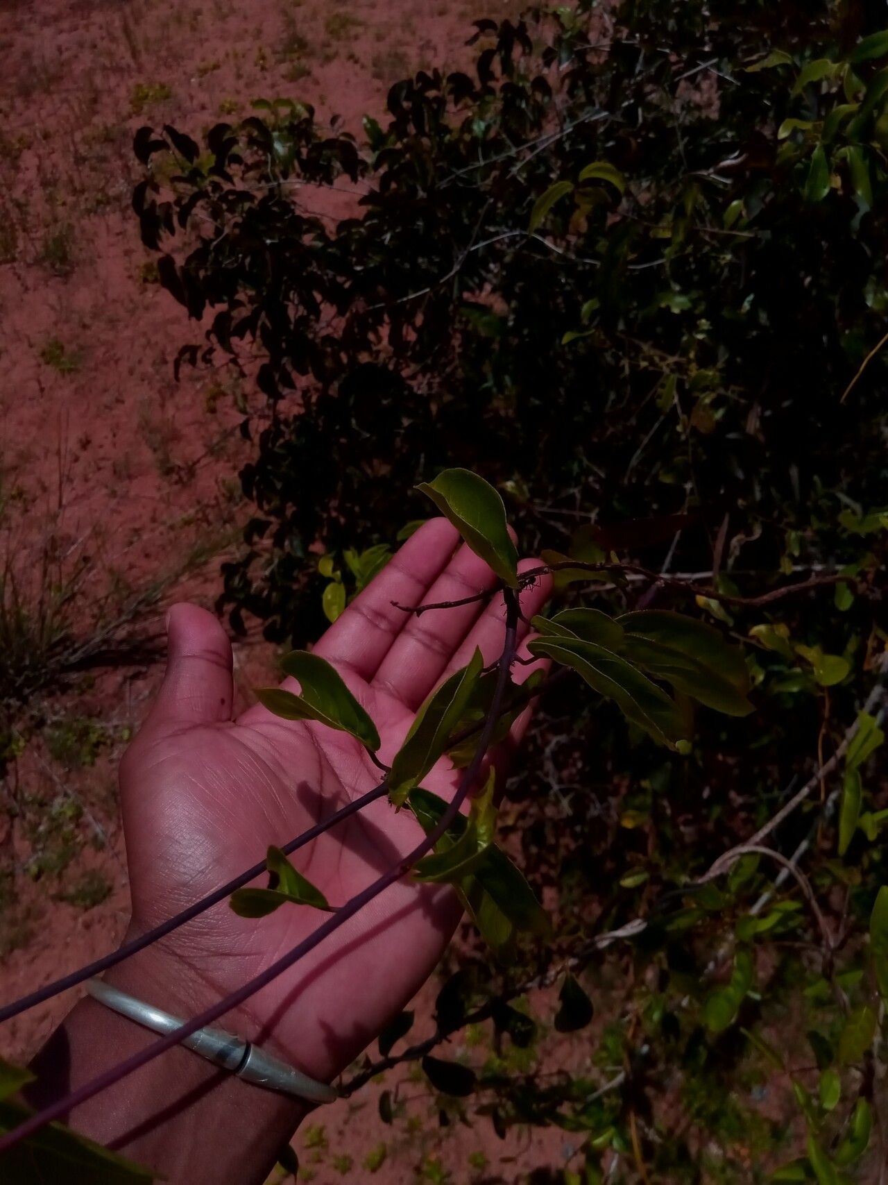 Combretum subumbellatum — search result for 'Combretum'