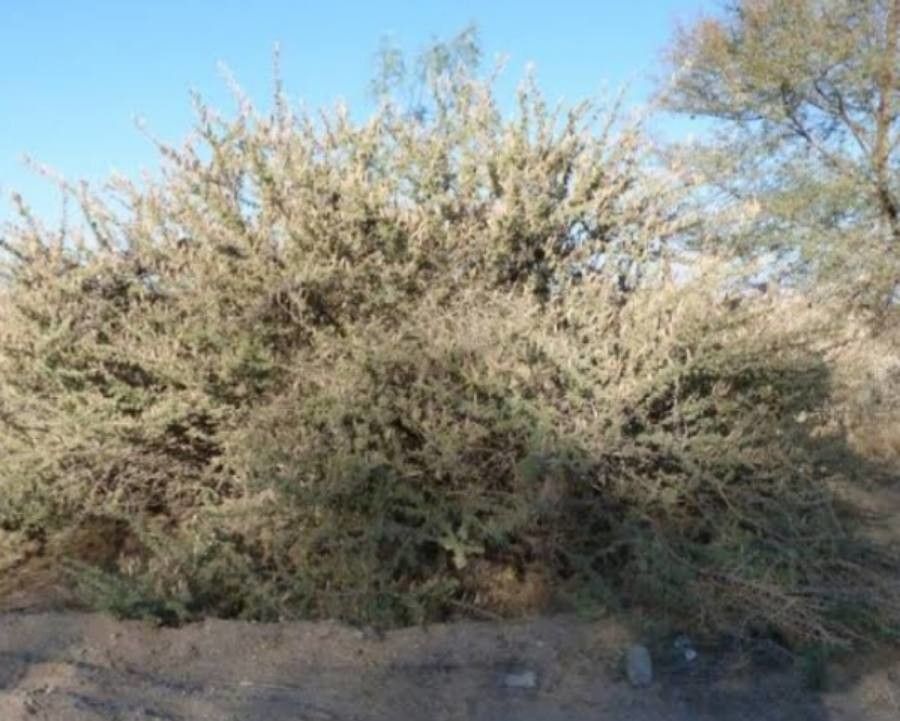Acacia hebeclada — search result for 'Acacia'