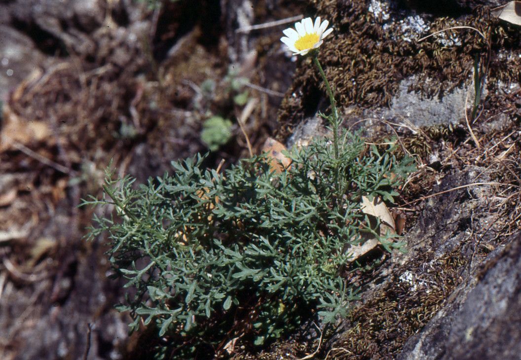Leucanthemum monspeliense habit