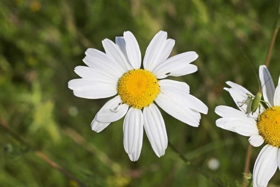 Tripleurospermum tenuifolium flower