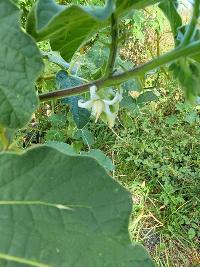 Solanum viarum flower